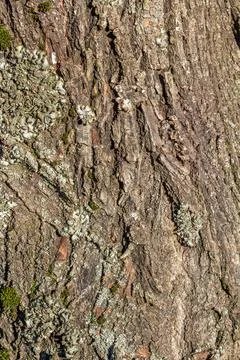 Old tree bark with beautiful patterns for graphic design or wallpapers.Natura Stock Photos