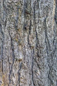 Old tree bark with beautiful patterns for graphic design or wallpapers.Natura Stock Photos