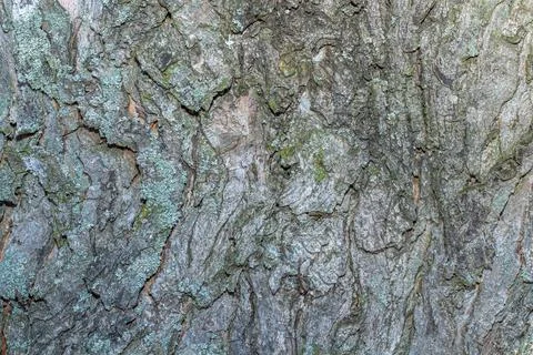 Old tree bark with beautiful patterns for graphic design or wallpapers.Natura Stock Photos