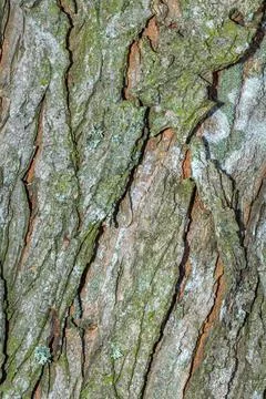 Old tree bark with beautiful patterns for graphic design or wallpapers.Natura Stock Photos