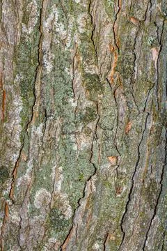 Old tree bark with beautiful patterns for graphic design or wallpapers.Natura Stock Photos