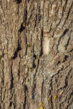 Old tree bark with beautiful patterns for graphic design or wallpapers.Natura Stock Photos