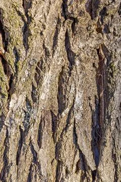 Old tree bark with beautiful patterns for graphic design or wallpapers. Stock Photos