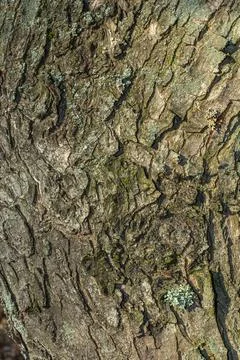 Old tree bark with beautiful patterns for graphic design or wallpapers. Stock Photos