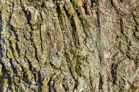 Old tree bark with beautiful patterns for graphic design or wallpapers. Stock Photos