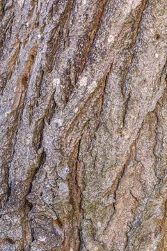 Old tree bark with beautiful patterns for graphic design or wallpapers. Stock Photos