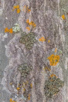 Old tree bark with beautiful patterns for graphic design or wallpapers. Stock Photos