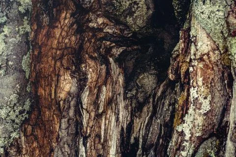 Old tree bark, beech trunk. Foto stock