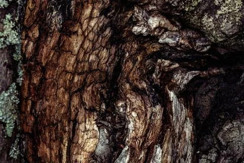 Old tree bark, beech trunk. Stock Photos