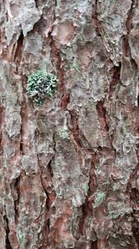 Old tree bark. can be used as a template Stock Photos