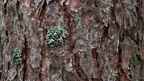 Old tree bark. can be used as a template Foto stock
