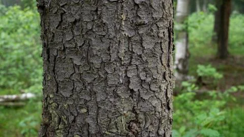 Old tree bark. can be used as a template Stock Photos