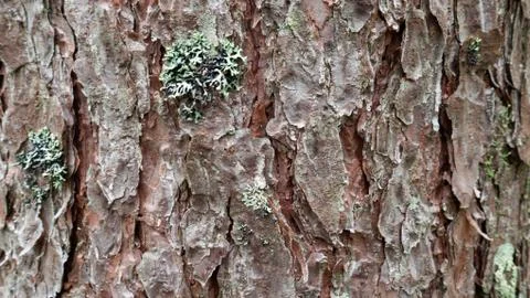Old tree bark. can be used as a template Stock Photos