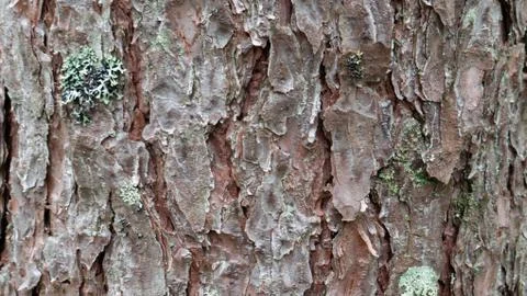 Old tree bark. can be used as a template Stock Photos