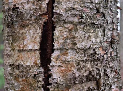 Old tree bark. can be used as a template Stock Photos