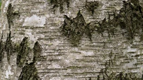 Old tree bark. can be used as a template 스톡 사진