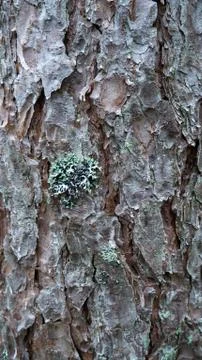 Old tree bark. can be used as a template Stock Photos