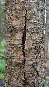 Old tree bark. can be used as a template 스톡 사진