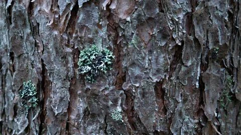 Old tree bark. can be used as a template Stock Photos