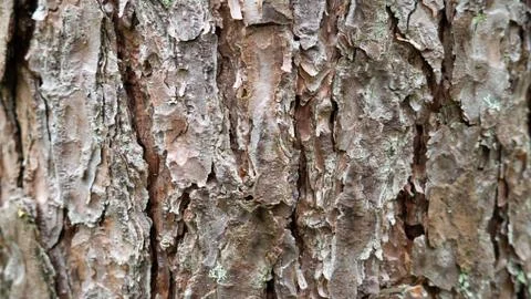 Old tree bark. can be used as a template Stock Photos