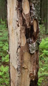 Old tree bark. can be used as a template Stock Photos
