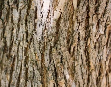 An old  tree bark can be used as background or texture. Foto stock