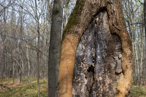 Old tree with bark canker in a forest. Magic fantasy wood scenery with rustic Photos