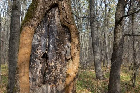 Old tree with bark canker in a forest. Magic fantasy wood scenery with rustic Stock-Fotos