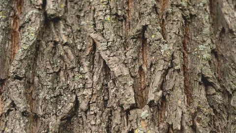 Old tree bark close-up. Backgrounds and textures Stock Photos