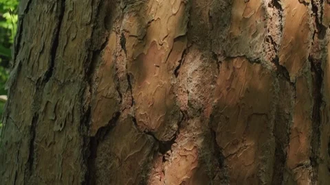 Old tree bark close-up texture Stock Footage 336245693