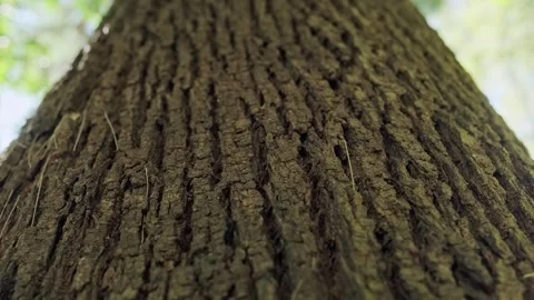 Old tree bark close-up texture Stock Footage 336246792