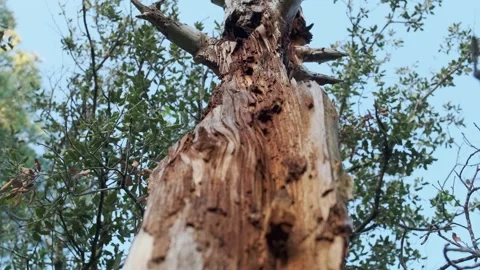 Old tree bark close-up texture Stock Footage 336248141