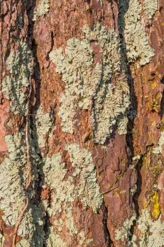 Old tree bark close up view Stock Photos