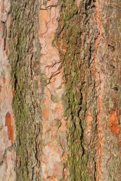 Old tree bark close up view Stock Photos