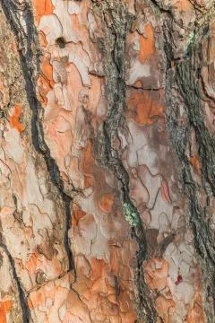 Old tree bark close up view Stock Photos
