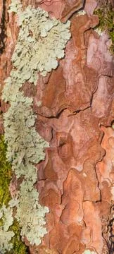 Old tree bark close up view Stock Photos
