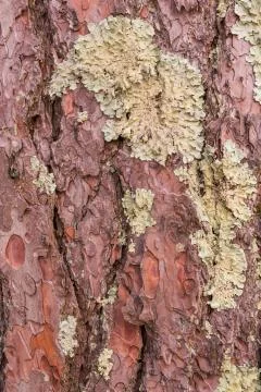 Old tree bark close up view Stock Photos
