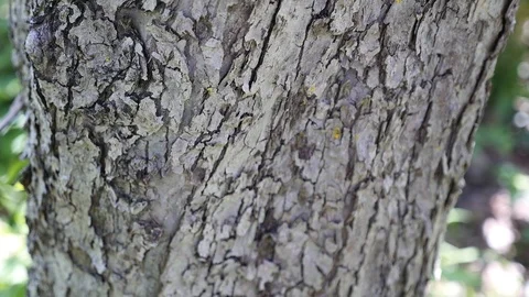 Old tree bark closeup Stock Footage 107061097