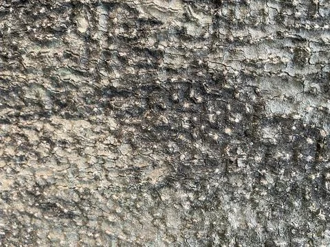 Old tree bark colored with black spots and embossed cracks Stock Photos