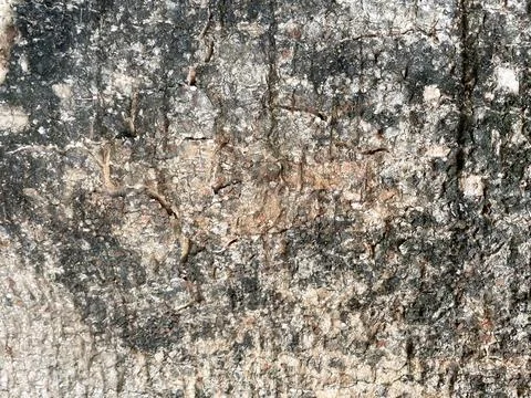 Old tree bark colored with black spots and embossed cracks Stock Photos