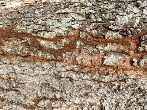 Old tree bark colored with black spots Stock Photos