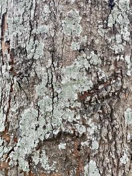 Old tree bark colored with black spots Stock Photos