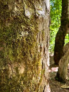 Old tree bark covered with moss close up Foto stock