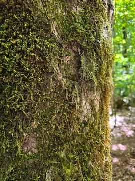 Old tree bark covered with moss close up Foto stock