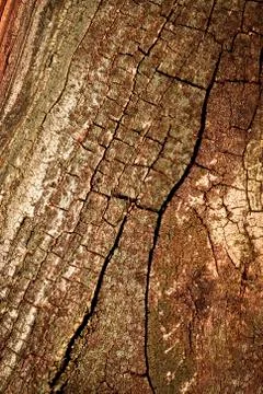 Old tree bark with cracks Stock Photos