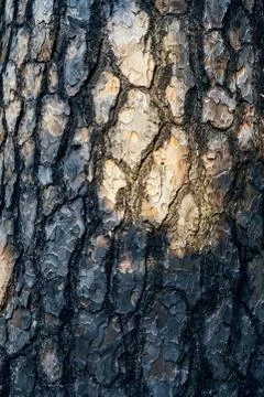 Old tree bark in a detailed view with sun shining on the wood, autumn evening Stock Photos
