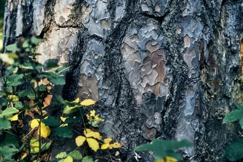 Old tree bark in a detailed view with sun shining on the wood, autumn evening Stock Photos