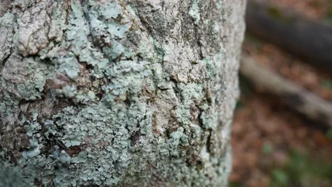 Old tree bark in the forest Stock-Footage 141765523