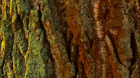 Old tree bark forest textured Stock Photos