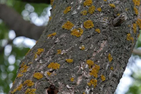 Old tree bark with moss and lichen texture Foto stock